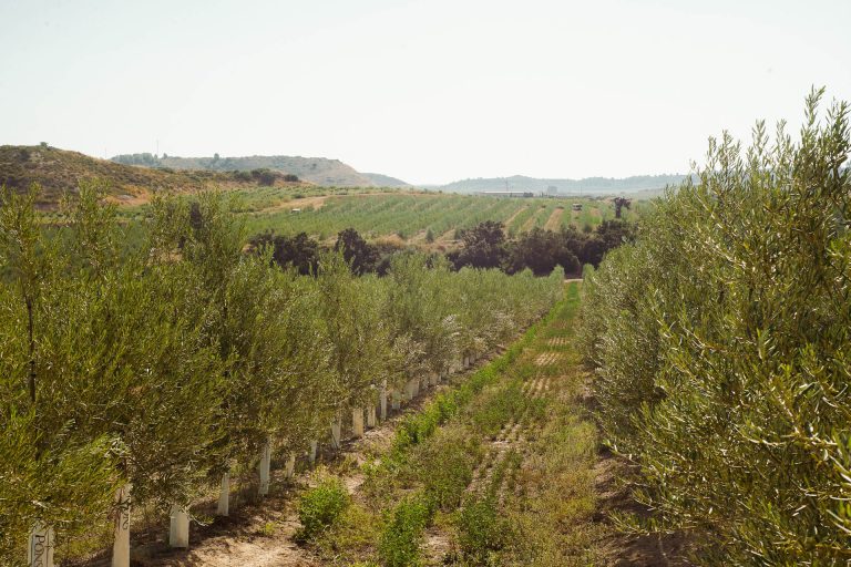 Camps Oliveres